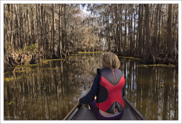 По водным аллеям озера Каддо.