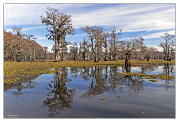 Последнее время озеро сильно зарастает плавающим папоротником Salvinia molesta, который очень быстро размножается и вытесняет другую жизнь.