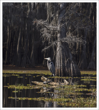 Большая голубая цапля и черепаха греются на одном бревне.