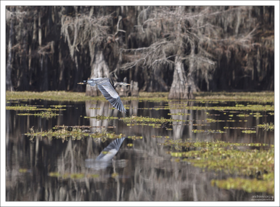 Цапле не понравился наш каяк :)