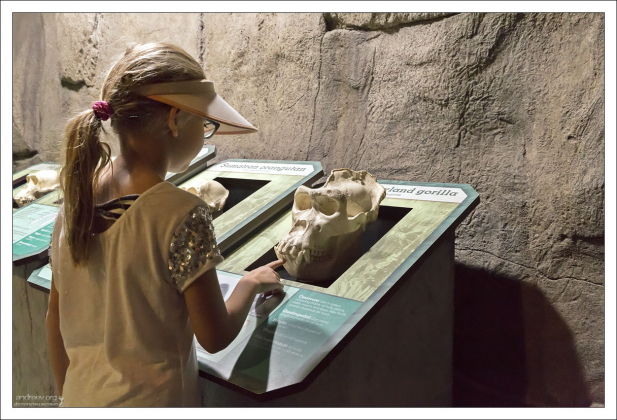 Сравнение черепов приматов в зоопарке города Форт-Уэрт.