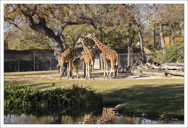 Группа Сетчатых жирафов (Reticulated giraffe) в зоопарке Форт-Уэрт. В дикой природе сохранилось около 8500 особей.