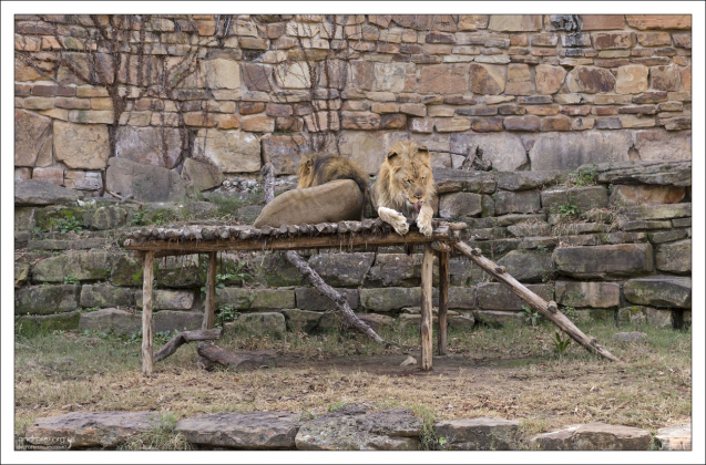Два из четырех Африканских львов, которые живут в зоопарке города Fort Worth.