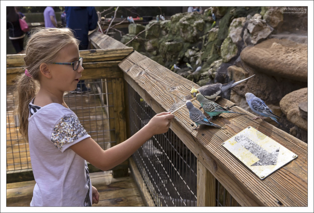 Саша кормит волнистых попугайчиков и кореллу в открытом павильоне Parrot Paradise (Попугайский рай) в зоопарке Форт-Уэрт.