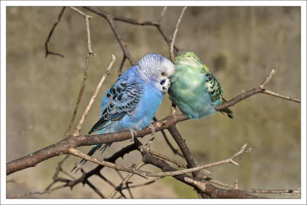 Волнистые попугайчики отличаются шумом и болтливостью, довольно легко запоминают слова и выражения, которые повторяют много раз при «общении» с человеком и даже с другими домашними животными.