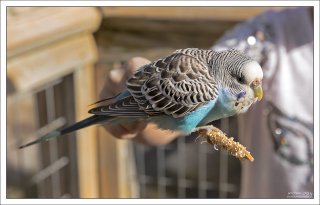 Волнистых попугайчиков впервые описал в 1805 году английский естествоиспытатель Джордж Шоу в своём труде «Naturists Miscellany».