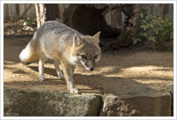 Карликовая лисица прерий (Американский корсак) - родное для Техаса животное.
Обладает феноменальной скоростью бега, до 60 км/ч, а также любит селиться сразу в нескольких норах (до 13).