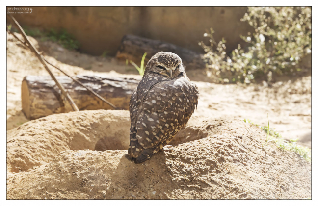 Кроличий сыч или Пещерная сова - распространенная в Техасе птица. Гнездится и отдыхает в норах. В отличие от большинства сов активна в дневное время.