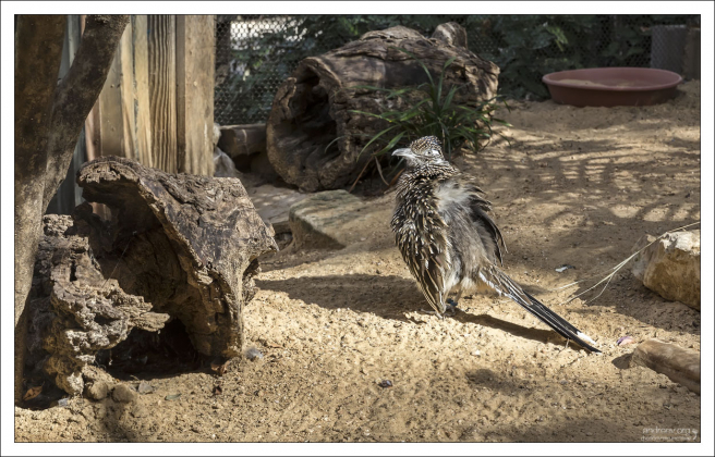 Бегающая кукушка - североамериканская птица; обитает в пустынях и полупустынях на юге и юго-западе США и на севере Мексики.
Может развивать скорость до 42 км/ч; питается змеями, которых заглатывает целиком.
Своё английское название Road Runner (дорожный бегун) эта птица получила за то, что имела обыкновение бегать за почтовыми каретами и хватать небольших животных, потревоженных их колёсами.