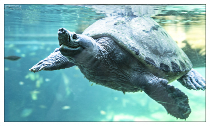 Fly river turtle (Двухкоготная черепаха).
Вид относится к живым ископаемым.