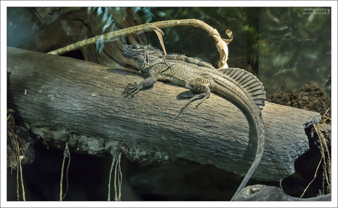 Парусная ящерица (sail-fin lizard).
Прекрасно плавает. Ест всё :)