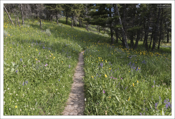 Начало 5-мильной тропы Beaver Ponds Loop Trail, которая берет начало от Мамонтовых террас, и возвращается к ним же.