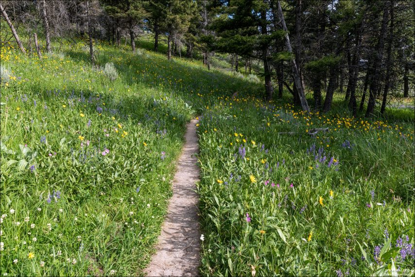 Начало 5-мильной тропы Beaver Ponds Loop Trail, которая берет начало от Мамонтовых террас, и возвращается к ним же.
