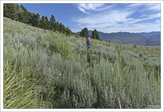 Целый луг полыни на тропе Beaver Ponds.