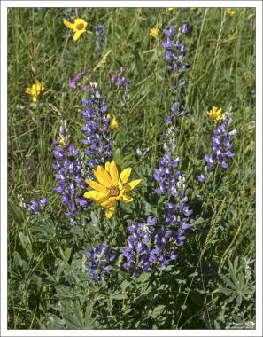 Арника и Синий люпин - типичные представители дикорастущих цветов в Йеллоустоуне.