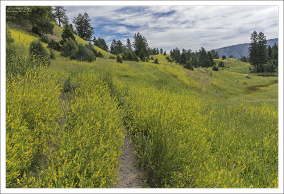Около тропы Beaver Ponds часто встречаются медведи. Рейнджеры парка советуют здесь ходить компаниями не меньше трех человек.