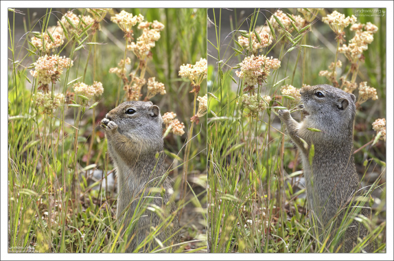Земляная белка Uinta ground squirrel. Ковбои их называют "chisler". Этот вид грызунов родной для западных штатов США.