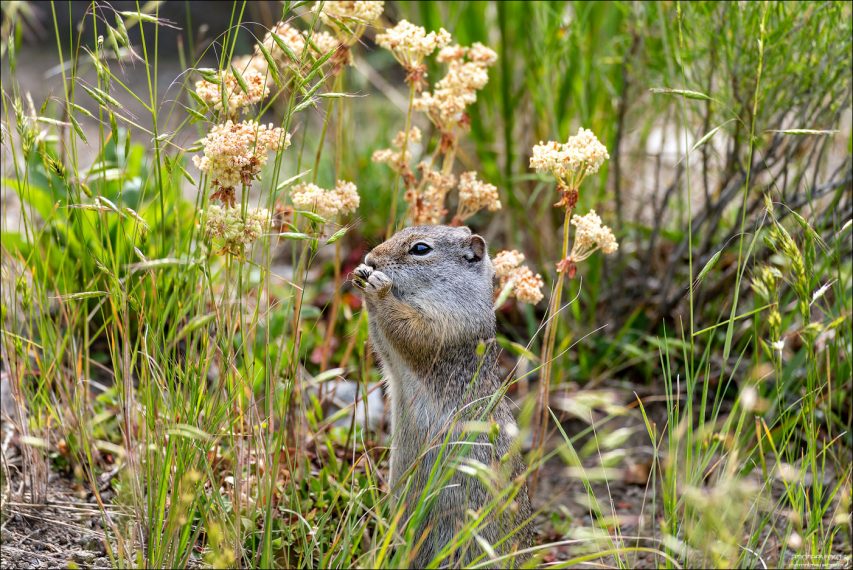 Земляная белка Uinta ground squirrel. Ковбои их называют "chisler". Этот вид грызунов родной для западных штатов США.