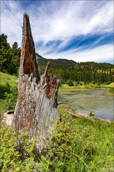Бывшее дерево, в которое когда-то ударила молния. На тропе Beaver Ponds Loop Trail.