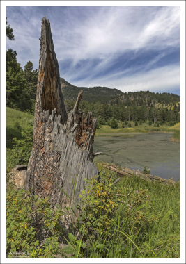 Бывшее дерево, в которое когда-то ударила молния. На тропе Beaver Ponds Loop Trail.