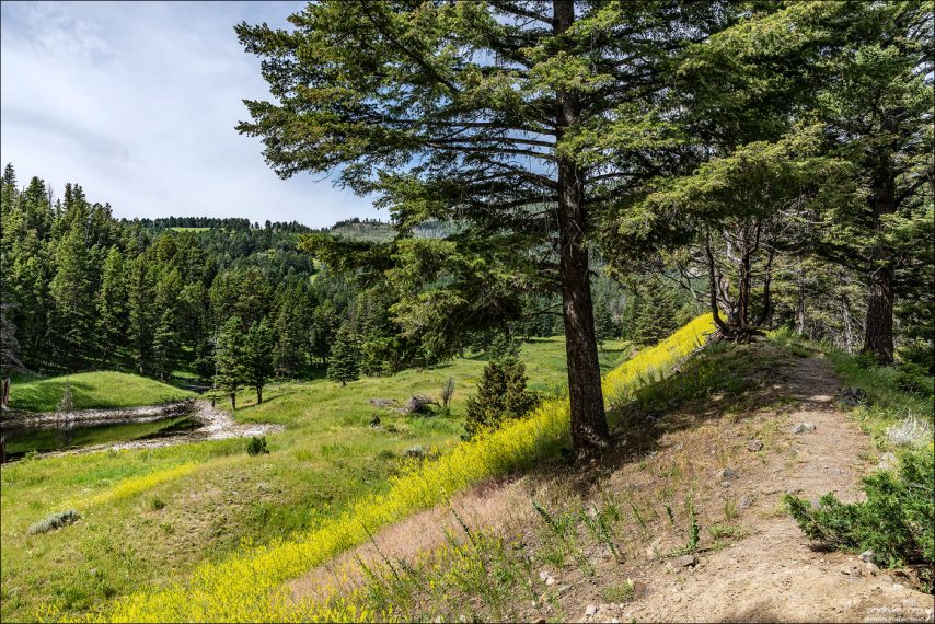 Вторая половина тропы Beaver Ponds Loop Trail поднимается на высоту 100 метров, и проходит среди деревьев.
