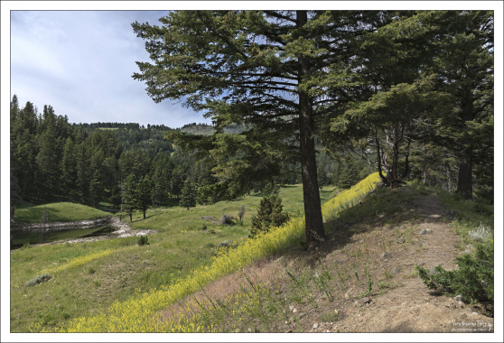 Вторая половина тропы Beaver Ponds Loop Trail поднимается на высоту 100 метров, и проходит среди деревьев.