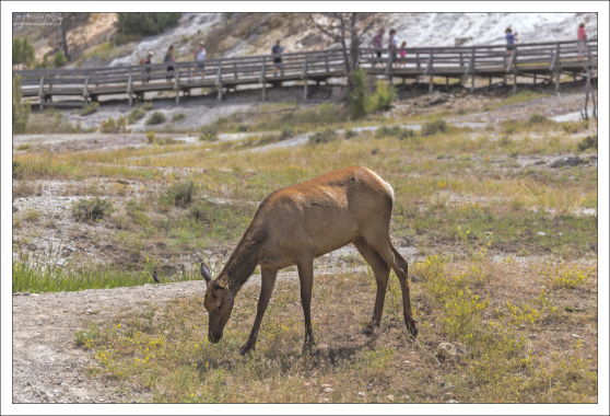 Молодой олень вышел пощипать травку возле парковки.