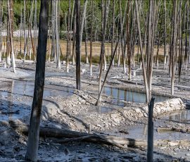 Переносимый водой карбонат кальция забивает древесину изнутри, после чего деревья погибают.