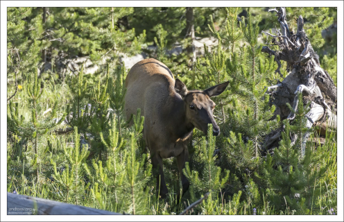Самка оленя American Elk вышла к кемпингу.