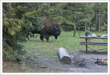 Неожиданно появившийся к ужину бизон.