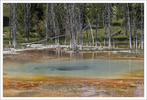 Пропитанные кальцитом стволы деревьев на берегу горячего источника.