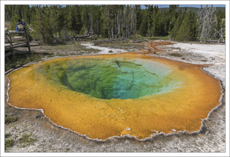 Прекрасная “Morning glory” и молодой художник в углу.