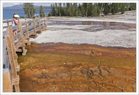 Цианобактерии чувствуют себя отлично рядом с горячим источником Black Pool.
