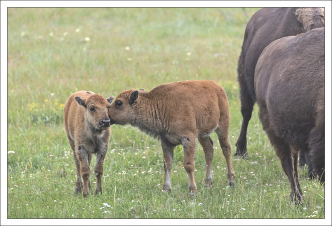 Бизоньи малыши о чем-то шепчутся.