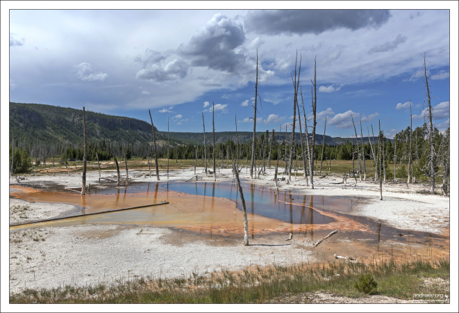 Opalescent Pool - Опалесцирующий бассейн с молочной водой среди сосновых останков.
Гейзеровый бассейн Black Sand Basin.