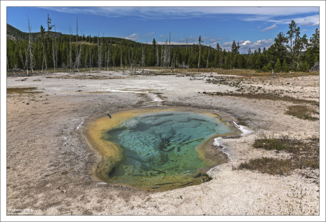 West Mustard Spring - Западный Горчичный источник в бассейне Biscuit.