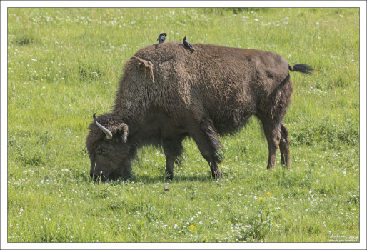 Долина Ламар - это место рождения практически всех бизонов в Йеллоустоуне.