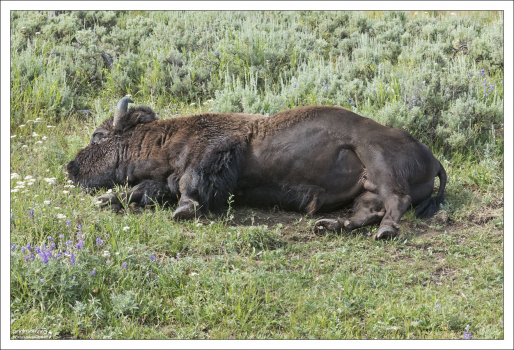 Хорошо дома :)