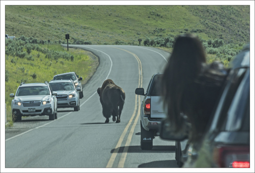 Бизоны чувствуют себя настоящими хозяевами в парке Йеллоустоун.