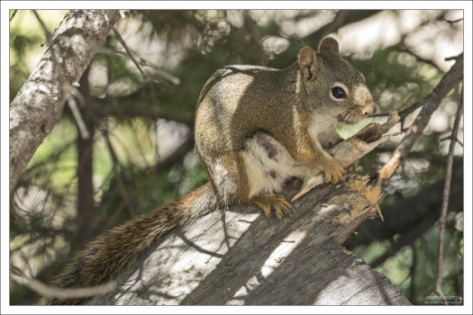 Кормящая белка-мать.