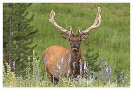 Олень Рузвельта (лат. Cervus elaphus roosevelti, англ. Roosevelt Elk)
— крупнейший из четырёх ныне обитающих в Северной Америке подвидов
благородного оленя, носящих общее название "вапити".
Назван в честь 26-го президента США Теодора Рузвельта.