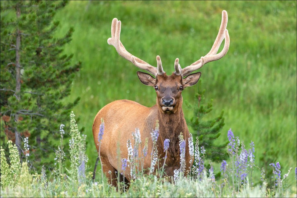 Олень Рузвельта (лат. Cervus elaphus roosevelti, англ. Roosevelt Elk) — крупнейший из четырёх ныне обитающих в Северной Америке подвидов благородного оленя, носящих общее название "вапити". Назван в честь 26-го президента США Теодора Рузвельта.