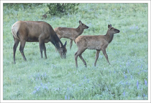 Самка оленя Рузвельта с двумя детенышами. Фото-сафари в Йеллоустоуне.
