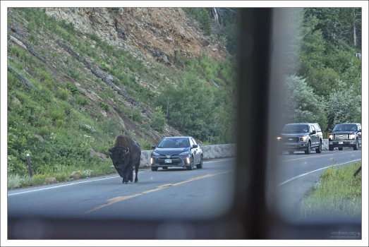 Бизон по обыкновению собрал за собой пробку из машин.