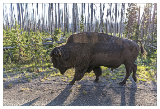 Идущий параллельно машине большой бизон-самец.
