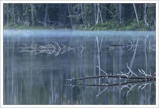 Высохшие деревья создали в озере Сильван графичную композицию.
