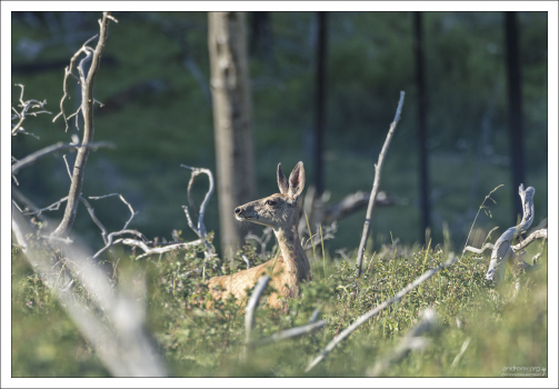 Молодой олень навострил уши.