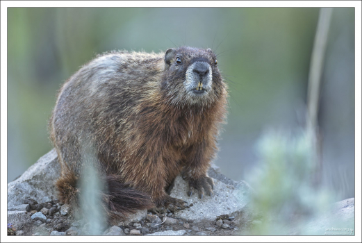 Североамериканский Желтобрюхий сурок, которого в Йеллоустоуне прозвали "Rock chuck" - "Каменная цыпочка".