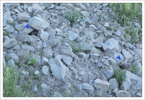 Два желтобрюхих мармота хорошо замаскировались. Пришлось отметить стрелками :)