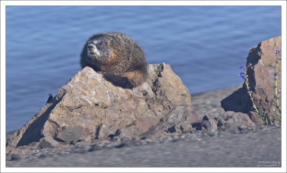 Желтобрюхий мармот на берегу озера Йеллоустоун. Под этим камнем у него нора.